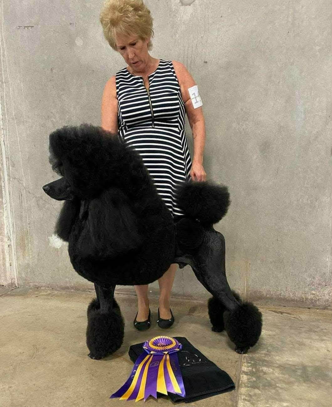 River, a black Standard Poodle, posed with a show award