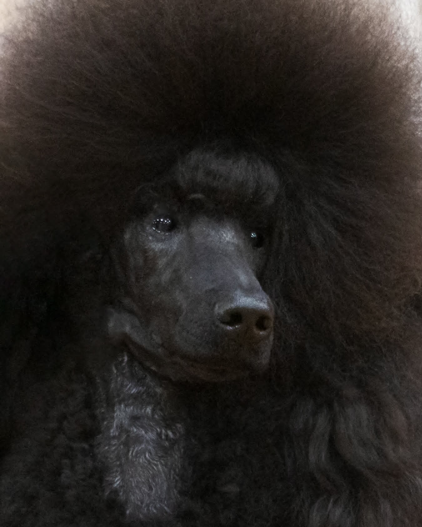 Close portrait of River, a black Standard Poodle