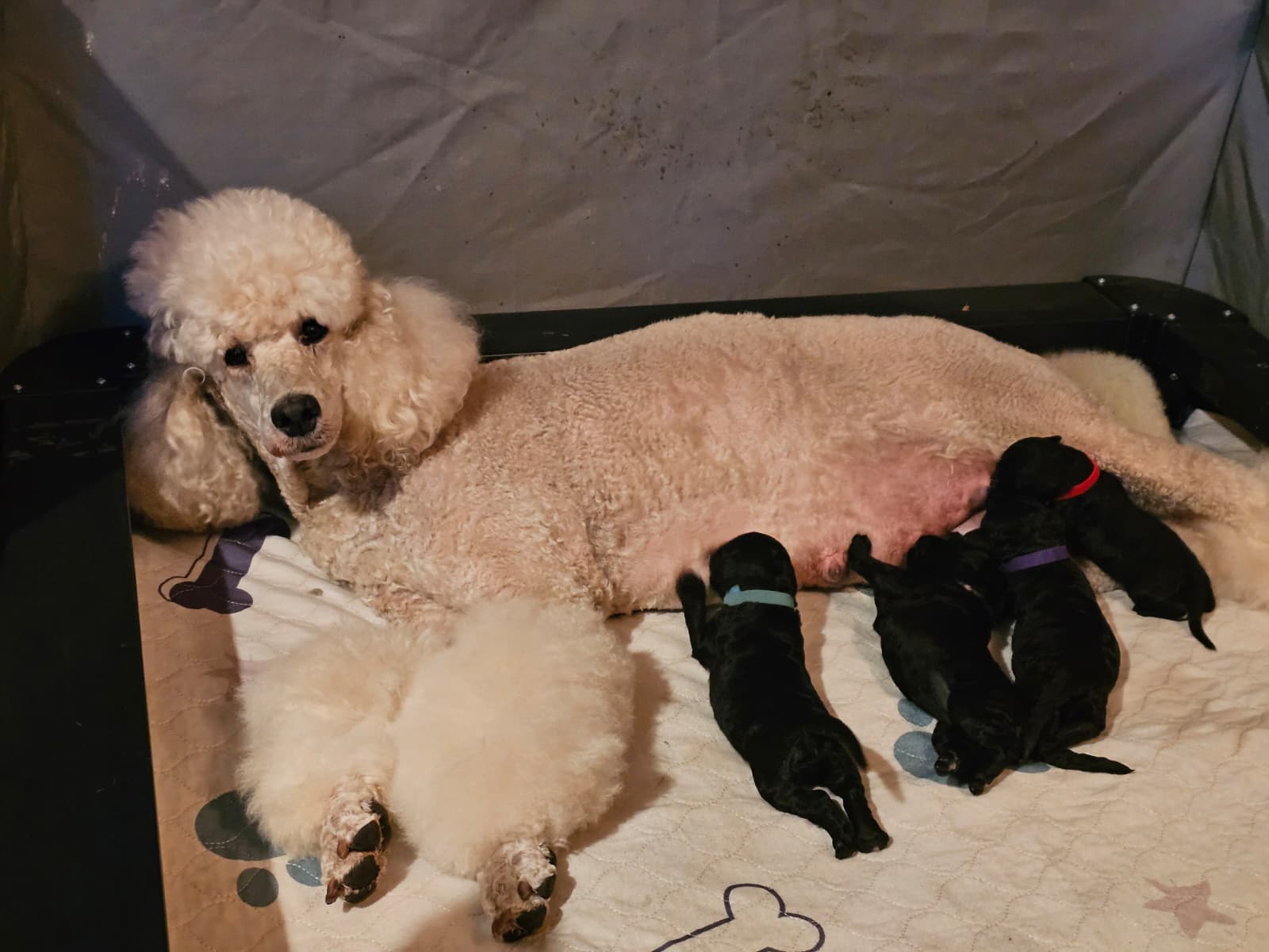 Sedona lying with her newborn black Standard Poodle puppies