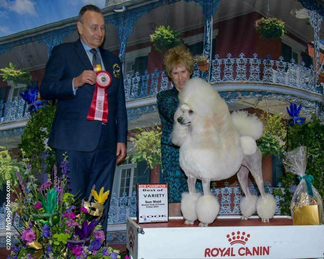 Sedona, a cream Standard Poodle, receiving a Best of Variety award