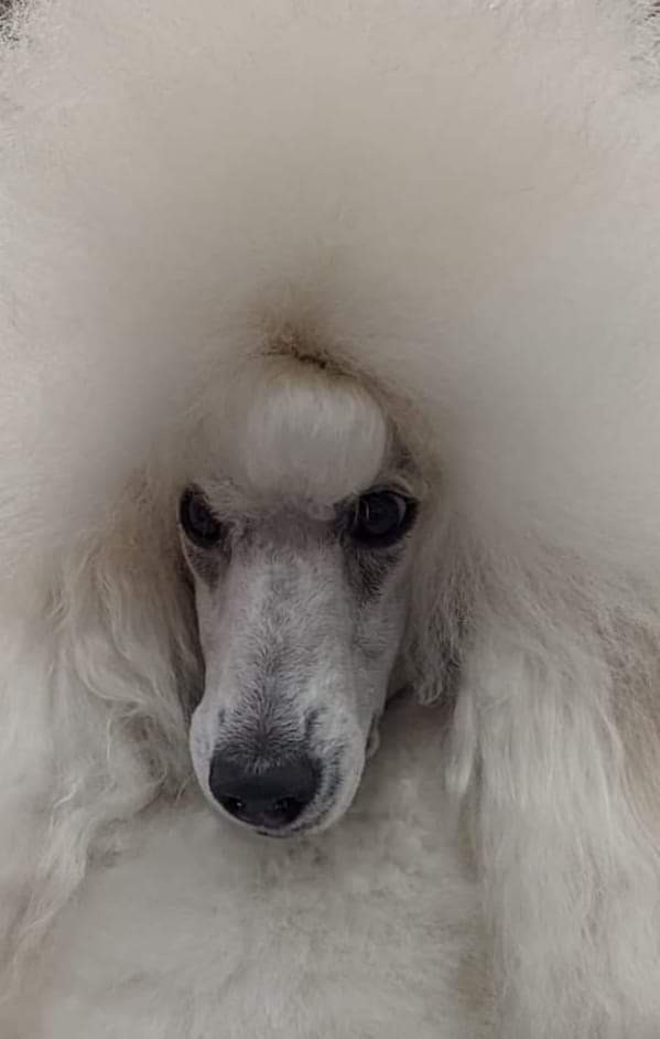 Close portrait of Sedona, a cream Standard Poodle