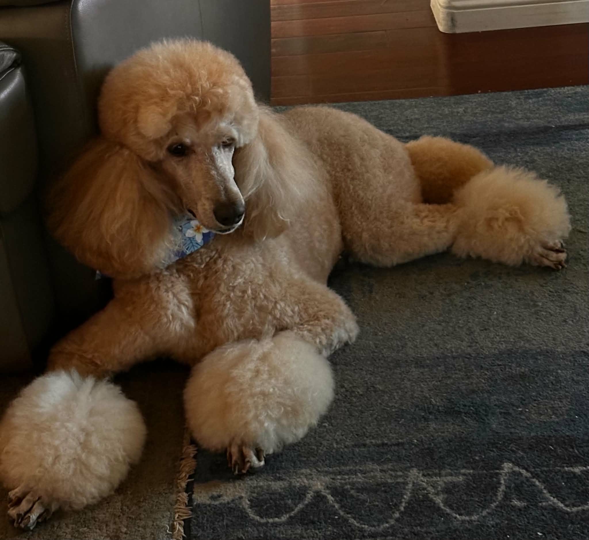 Babu, a Rose Cottage Standard Poodle, relaxing at home