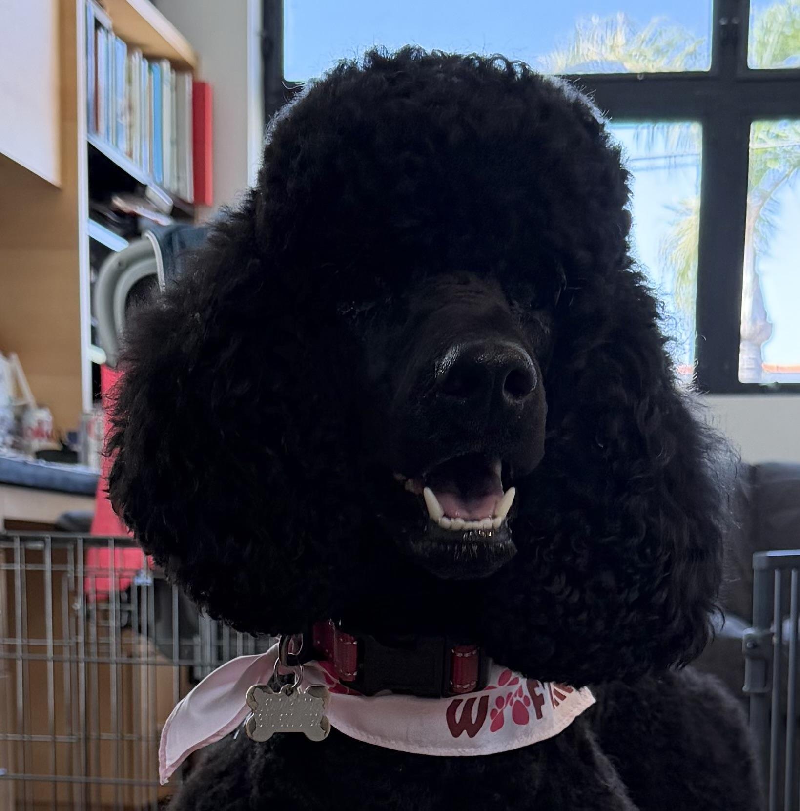 Close portrait of Eissie, a black Rose Cottage Standard Poodle