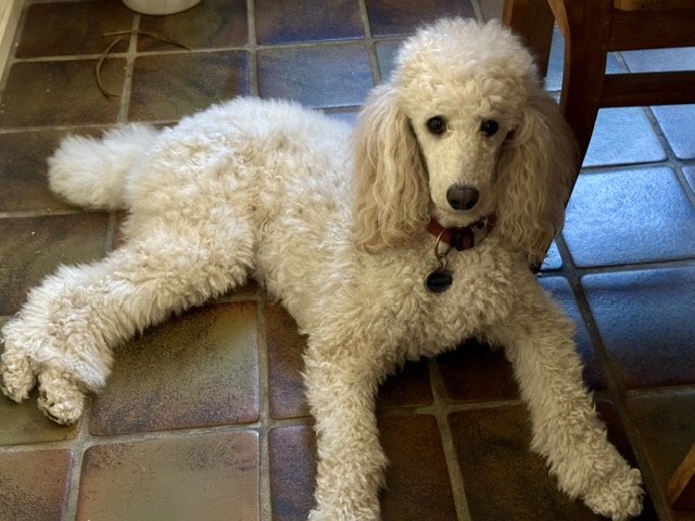 Mirabelle, a cream Standard Poodle, relaxing on a tiled floor at home