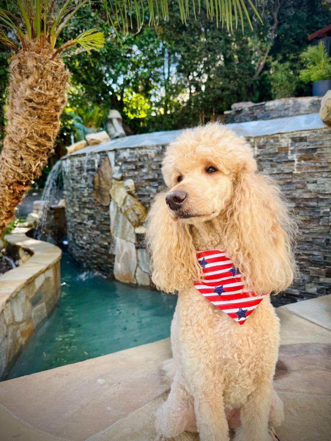 Trinity, a cream Rose Cottage Standard Poodle, beside a pool
